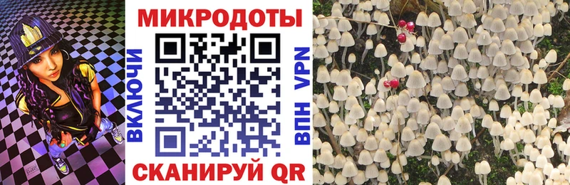 Псилоцибиновые грибы Psilocybe  Жердевка 